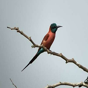 Northern Carmine Bee-eater